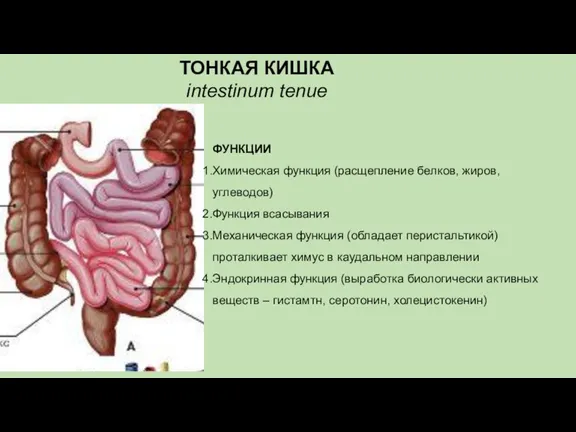 ТОНКАЯ КИШКА intestinum tenue ФУНКЦИИ Химическая функция (расщепление белков, жиров,