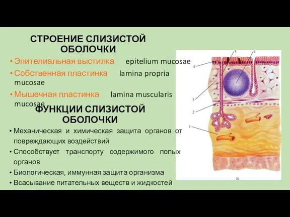 СТРОЕНИЕ СЛИЗИСТОЙ ОБОЛОЧКИ Эпителиальная выстилка epitelium mucosae Собственная пластинка lamina