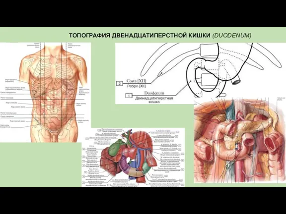 ТОПОГРАФИЯ ДВЕНАДЦАТИПЕРСТНОЙ КИШКИ (DUODENUM)