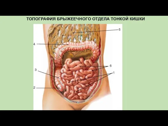 ТОПОГРАФИЯ БРЫЖЕЕЧНОГО ОТДЕЛА ТОНКОЙ КИШКИ