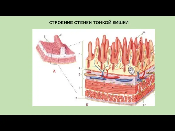 СТРОЕНИЕ СТЕНКИ ТОНКОЙ КИШКИ