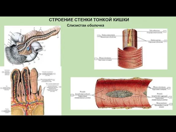 Слизистая оболочка СТРОЕНИЕ СТЕНКИ ТОНКОЙ КИШКИ