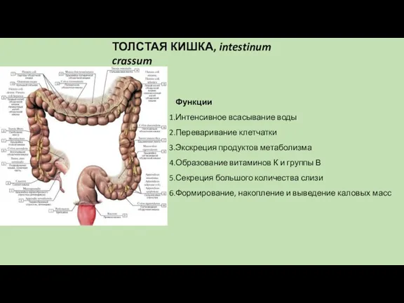 ТОЛСТАЯ КИШКА, intestinum crassum Функции Интенсивное всасывание воды Переваривание клетчатки Экскреция продуктов метаболизма