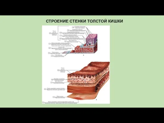 СТРОЕНИЕ СТЕНКИ ТОЛСТОЙ КИШКИ