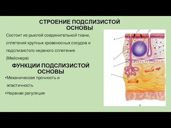 СТРОЕНИЕ ПОДСЛИЗИСТОЙ ОСНОВЫ Состоит из рыхлой соединительной ткани, сплетения крупных