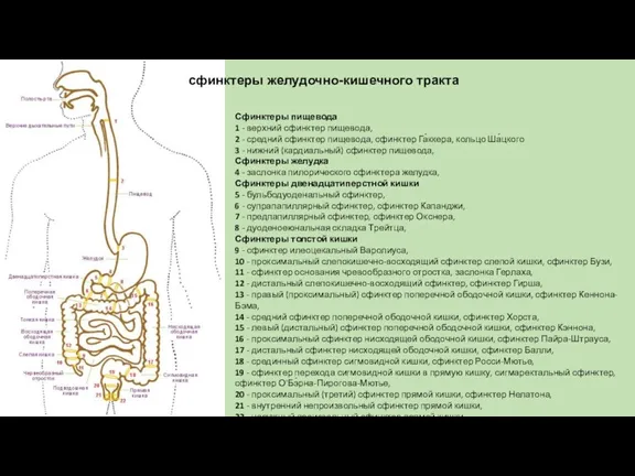 Сфинктеры пищевода 1 - верхний сфинктер пищевода, 2 - средний