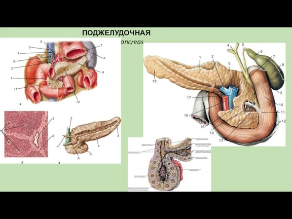 ПОДЖЕЛУДОЧНАЯ ЖЕЛЕЗА, pancreas