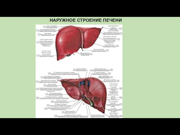 НАРУЖНОЕ СТРОЕНИЕ ПЕЧЕНИ