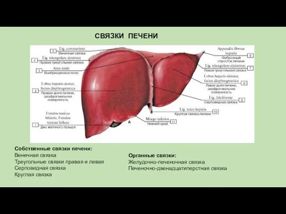Собственные связки печени: Венечная связка Треугольные связки правая и левая Серповидная связка Круглая