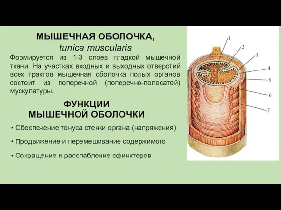 МЫШЕЧНАЯ ОБОЛОЧКА, tunica muscularis Формируется из 1-3 слоев гладкой мышечной ткани. На участках