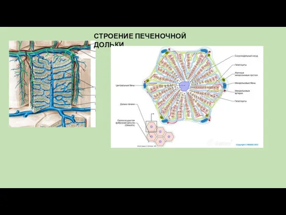 СТРОЕНИЕ ПЕЧЕНОЧНОЙ ДОЛЬКИ