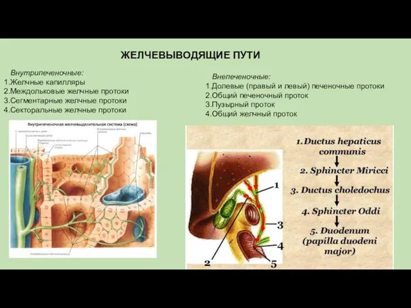 ЖЕЛЧЕВЫВОДЯЩИЕ ПУТИ Внутрипеченочные: Желчные капилляры Междольковые желчные протоки Сегментарные желчные