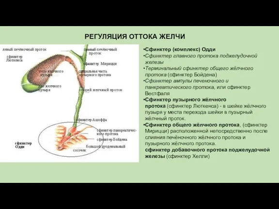 РЕГУЛЯЦИЯ ОТТОКА ЖЕЛЧИ Сфинктер (комплекс) Одди Сфинктер главного протока поджелудочной железы Терминальный сфинктер