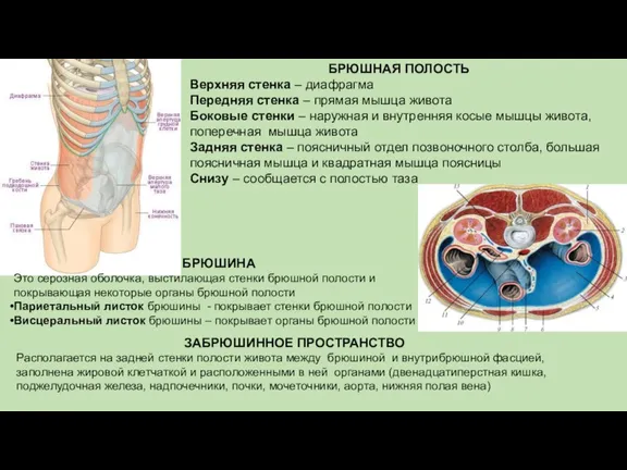 БРЮШНАЯ ПОЛОСТЬ Верхняя стенка – диафрагма Передняя стенка – прямая