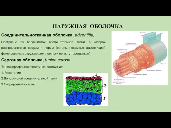 Соединительнотканная оболочка, adventitia, Построена из волокнистой соединительной ткани, в которой