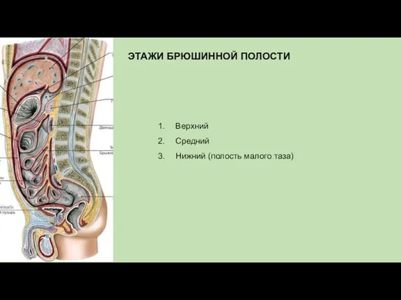 ЭТАЖИ БРЮШИННОЙ ПОЛОСТИ Верхний Средний Нижний (полость малого таза)