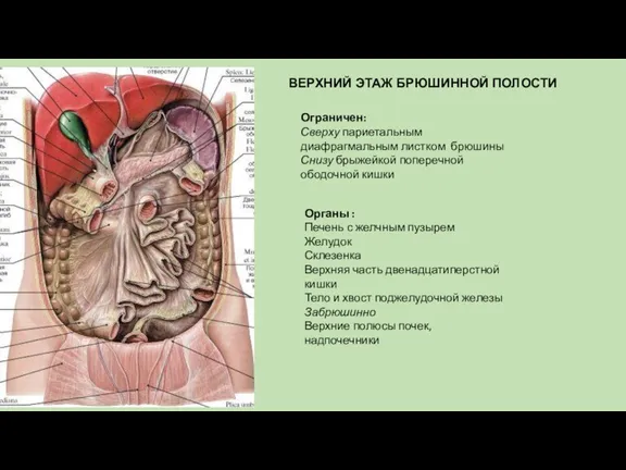 ВЕРХНИЙ ЭТАЖ БРЮШИННОЙ ПОЛОСТИ Ограничен: Сверху париетальным диафрагмальным листком брюшины