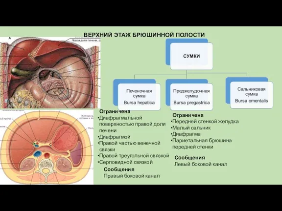 ВЕРХНИЙ ЭТАЖ БРЮШИННОЙ ПОЛОСТИ Ограничена Диафрагмальной поверхностью правой доли печени Диафрагмой Правой частью