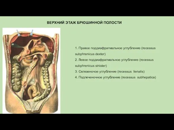 ВЕРХНИЙ ЭТАЖ БРЮШИННОЙ ПОЛОСТИ 1. Правое поддиафрагмальное углубление (recessus subphrenicus