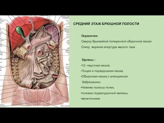 СРЕДНИЙ ЭТАЖ БРЮШНОЙ ПОЛОСТИ Ограничен Сверху брыжейкой поперечной ободочной кишки Снизу верхняя апертура