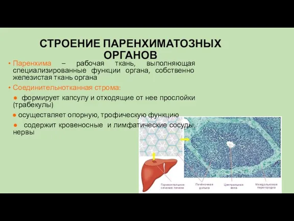 СТРОЕНИЕ ПАРЕНХИМАТОЗНЫХ ОРГАНОВ Паренхима – рабочая ткань, выполняющая специализированные функции органа, собственно железистая