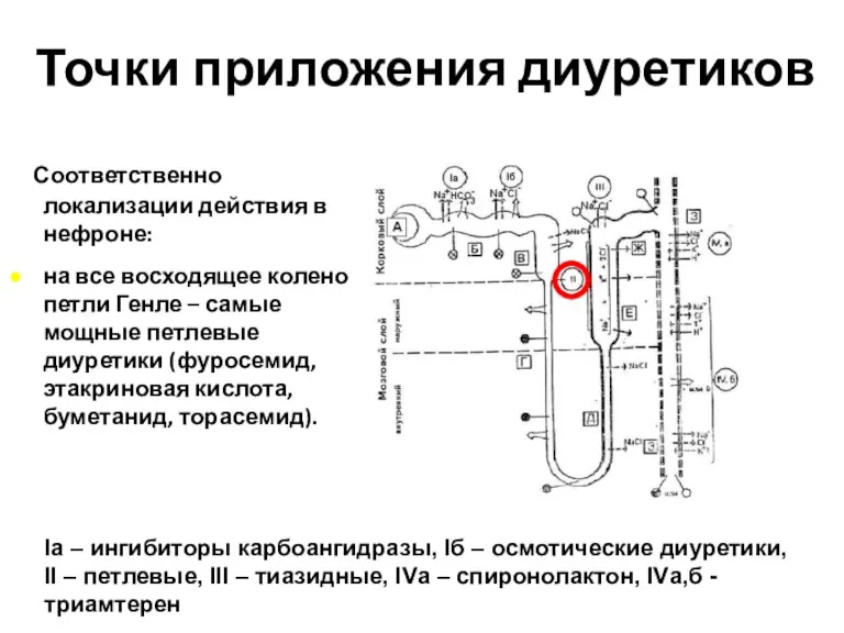 Точки приложения диуретиков Соответственно локализации действия в нефроне: на все