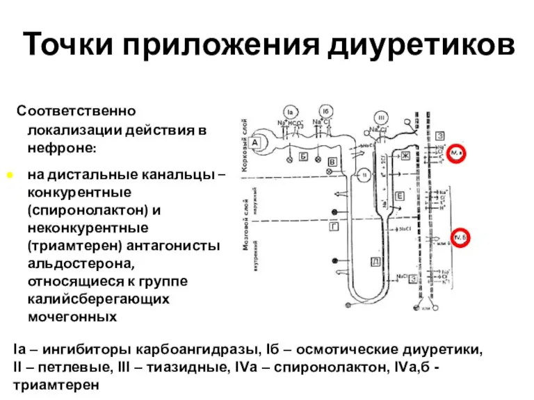 Точки приложения диуретиков Соответственно локализации действия в нефроне: на дистальные