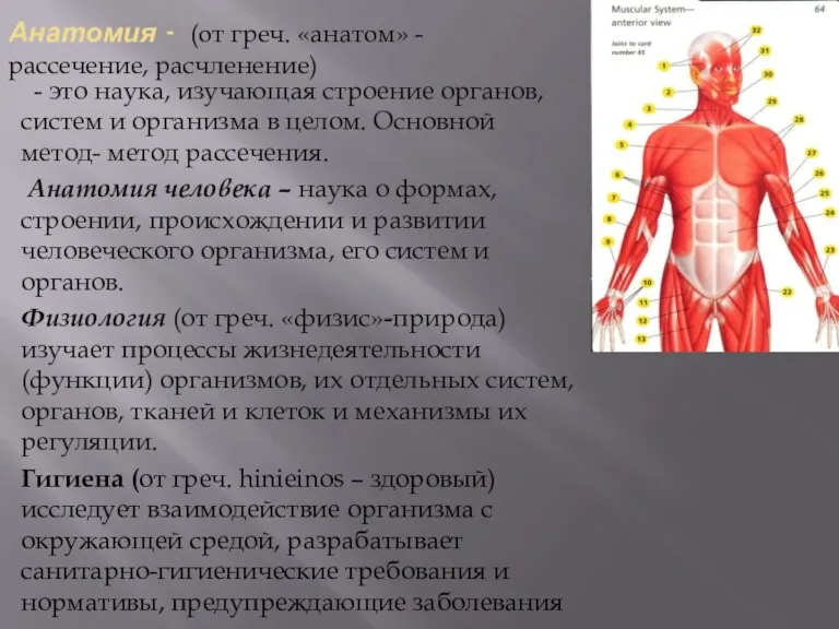 Анатомия - (от греч. «анатом» - рассечение, расчленение) - это