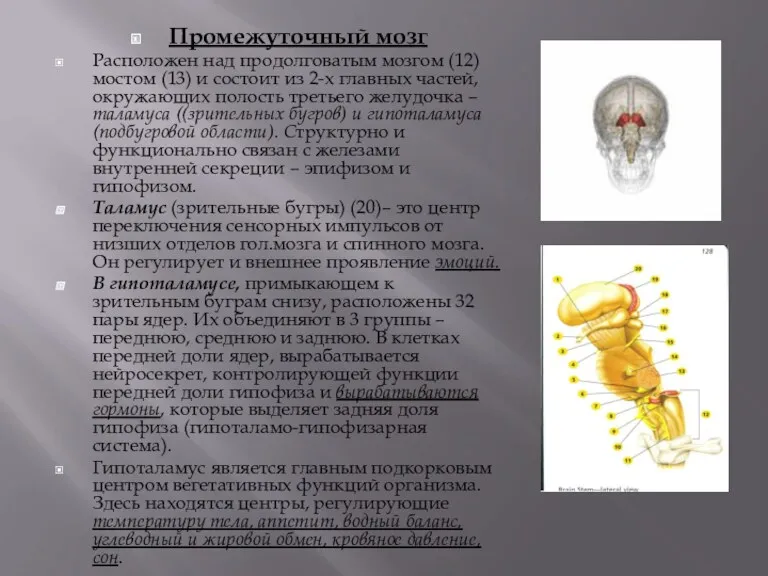 Промежуточный мозг Расположен над продолговатым мозгом (12) мостом (13) и