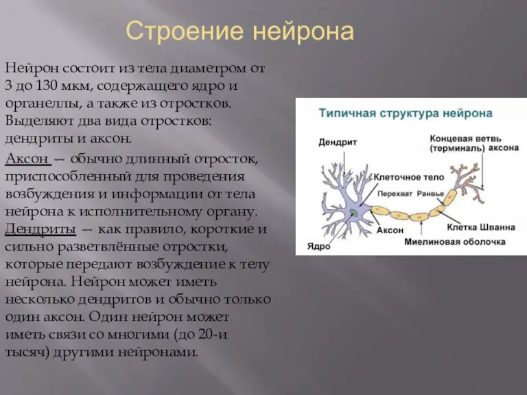 Строение нейрона Нейрон состоит из тела диаметром от 3 до