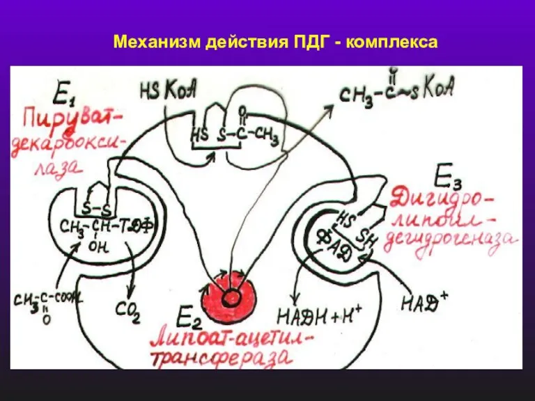 Механизм действия ПДГ - комплекса