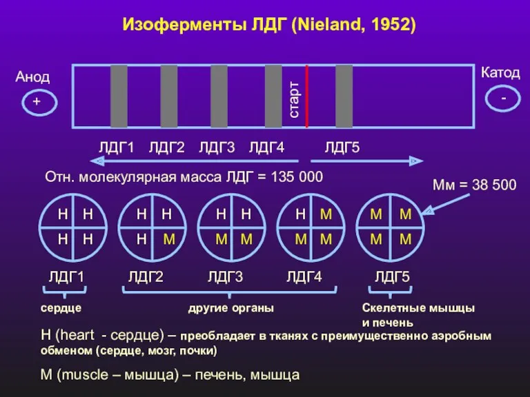 Изоферменты ЛДГ (Nieland, 1952) старт Анод Катод + - ЛДГ1