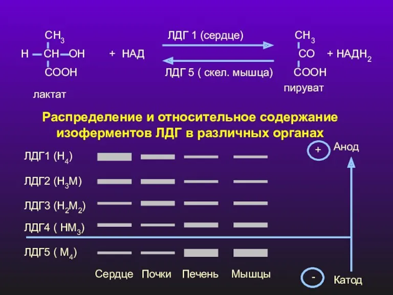 СН3 ЛДГ 1 (сердце) СН3 Н СН ОН + НАД