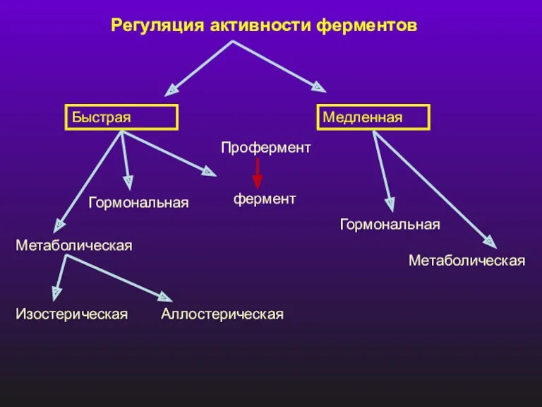 Регуляция активности ферментов Быстрая Медленная Метаболическая Гормональная Профермент фермент Гормональная Метаболическая Изостерическая Аллостерическая