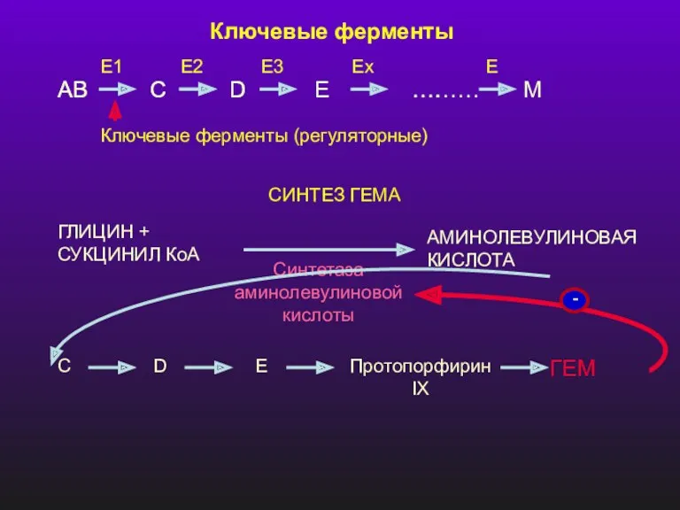 Ключевые ферменты AB C D E ……… M AB C