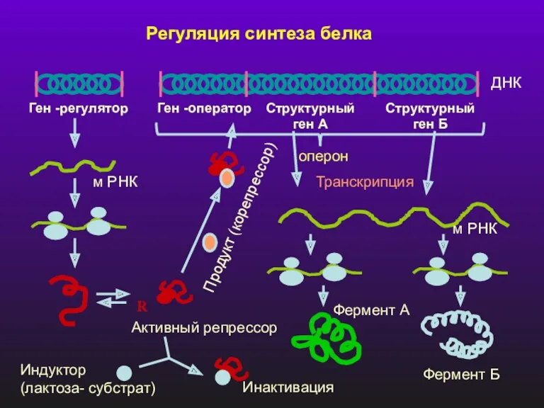 Регуляция синтеза белка Ген -регулятор Ген -оператор Структурный ген А