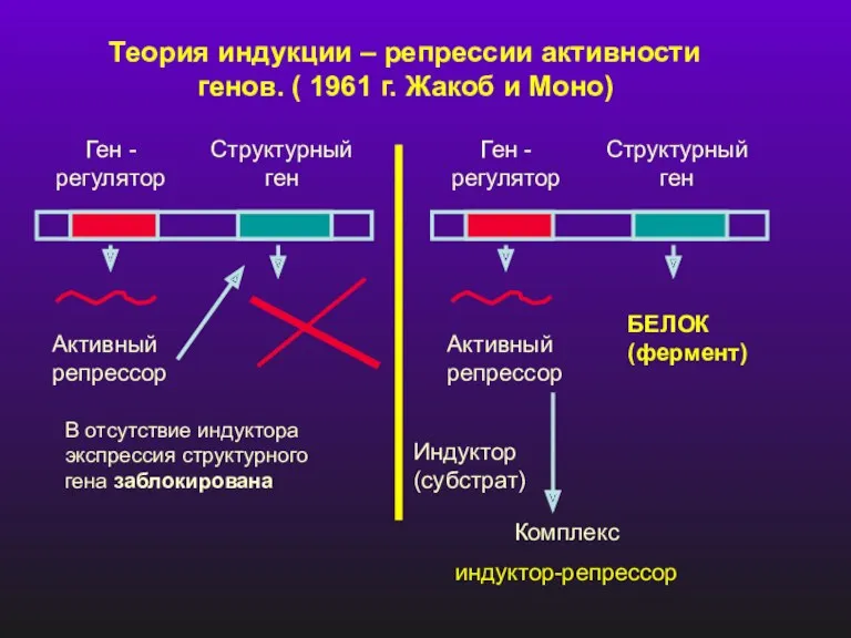 Теория индукции – репрессии активности генов. ( 1961 г. Жакоб