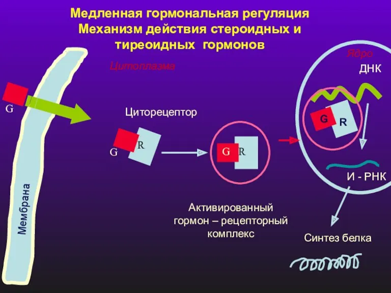 Медленная гормональная регуляция Механизм действия стероидных и тиреоидных гормонов Мембрана