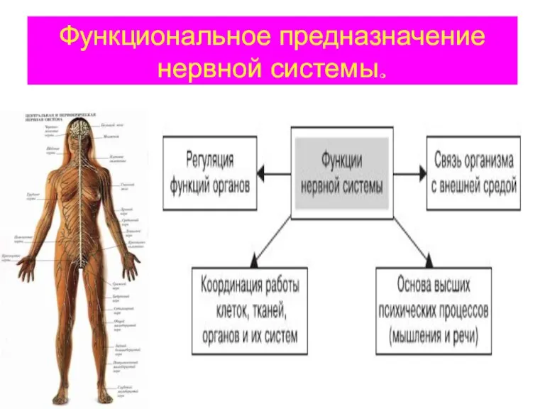 Функциональное предназначение нервной системы.