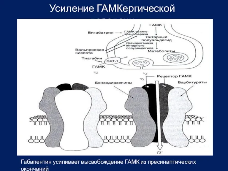 Усиление ГАМКергической передачи Габапентин усиливает высвобождение ГАМК из пресинаптических окончаний