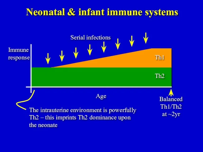 Balanced Th1/Th2 at ~2yr Neonatal & infant immune systems The