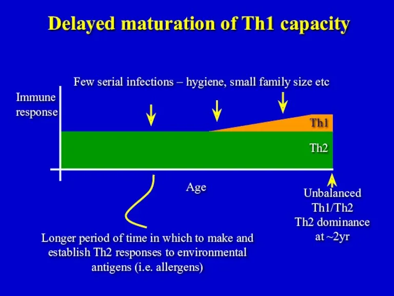 Th1 Th2 Unbalanced Th1/Th2 Th2 dominance at ~2yr Delayed maturation