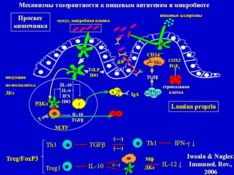 пищевые аллергены sIgA мукус, микробная пленка Просвет кишечника Влф IL-10