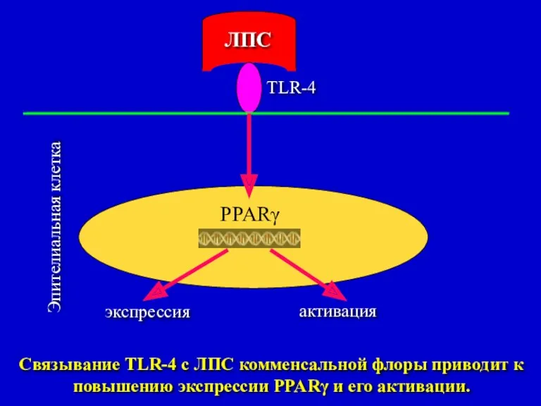 PPARγ ЛПС Эпителиальная клетка TLR-4 экспрессия активация Связывание TLR-4 с