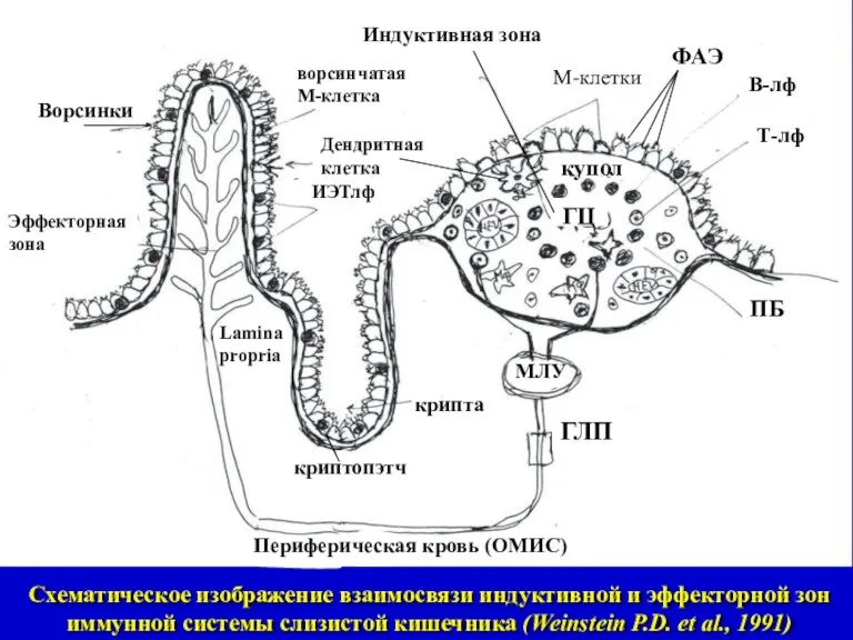 Схематическое изображение взаимосвязи индуктивной и эффекторной зон иммунной системы слизистой