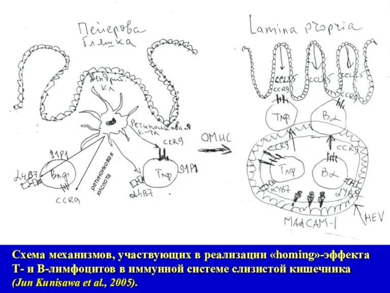 Схема механизмов, участвующих в реализации «homing»-эффекта Т- и В-лимфоцитов в