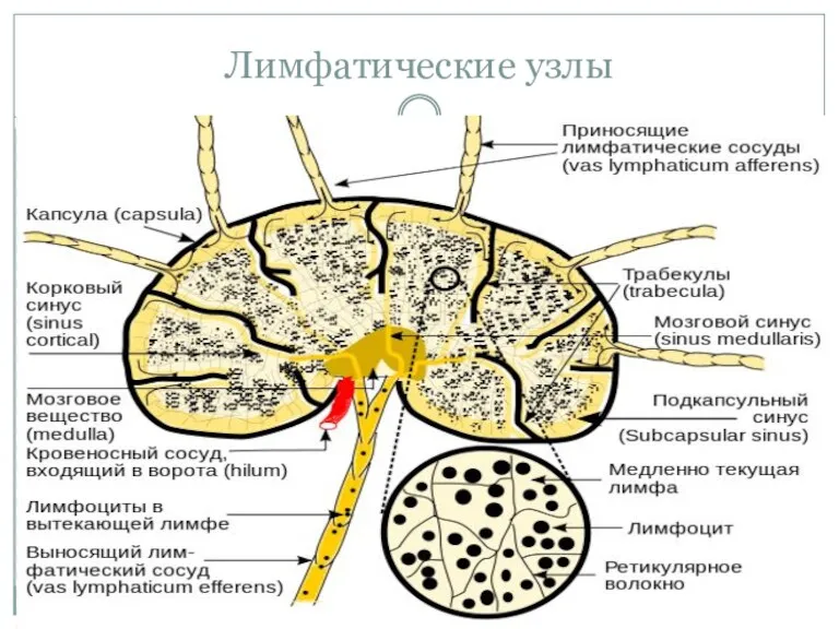 Лимфатические узлы