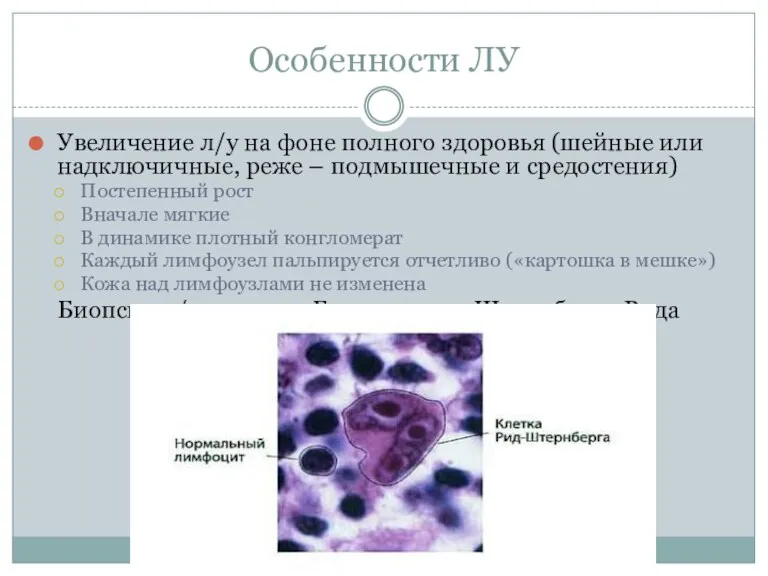 Особенности ЛУ Увеличение л/у на фоне полного здоровья (шейные или