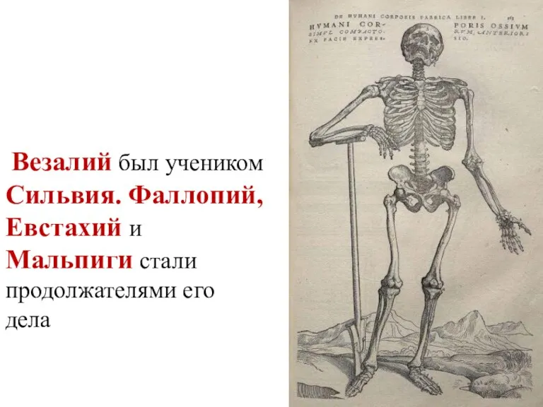 Везалий был учеником Сильвия. Фаллопий, Евстахий и Мальпиги стали продолжателями его дела