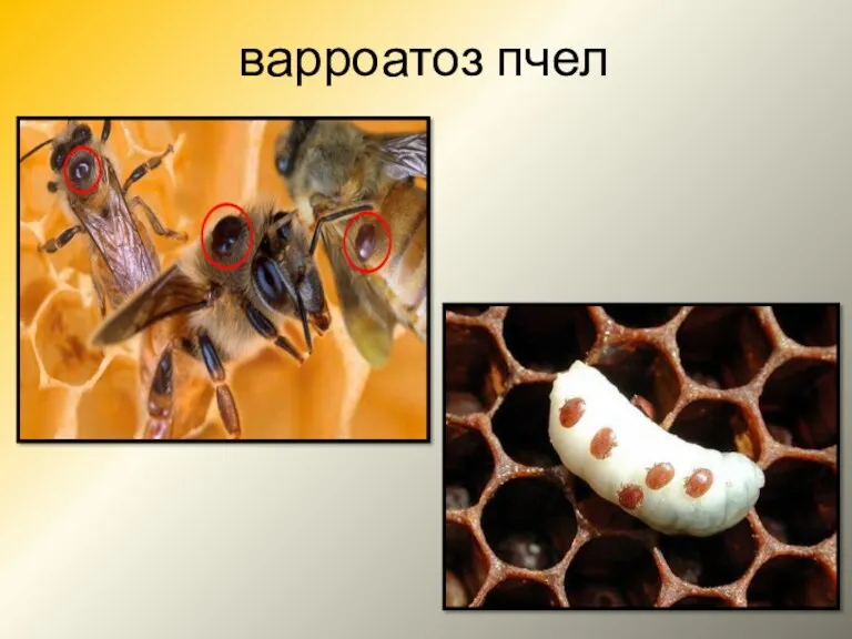 варроатоз пчел